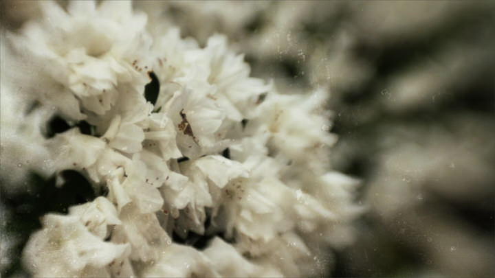 White Flowers